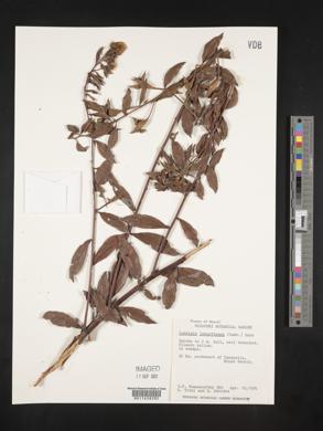 Ludwigia laruotteana image