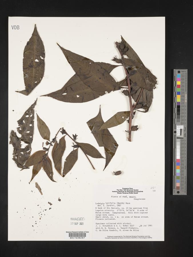 Ludwigia latifolia image