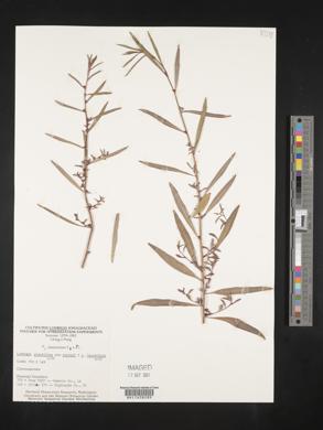 Ludwigia glandulosa var. torreyi image