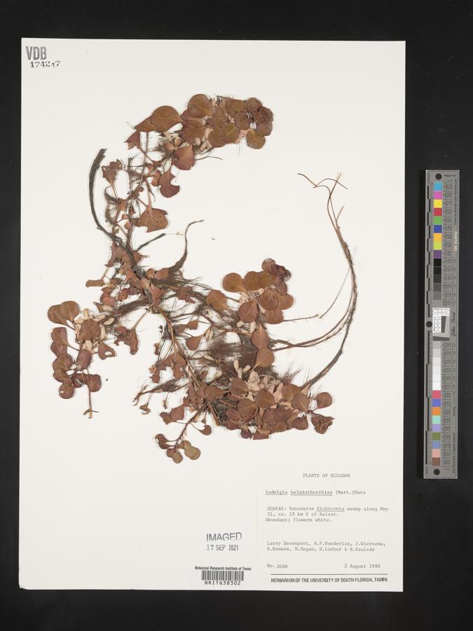 Ludwigia helminthorrhiza image