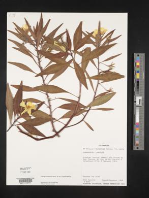 Ludwigia hexapetala image