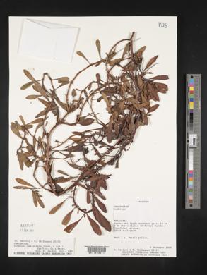 Ludwigia hexapetala image