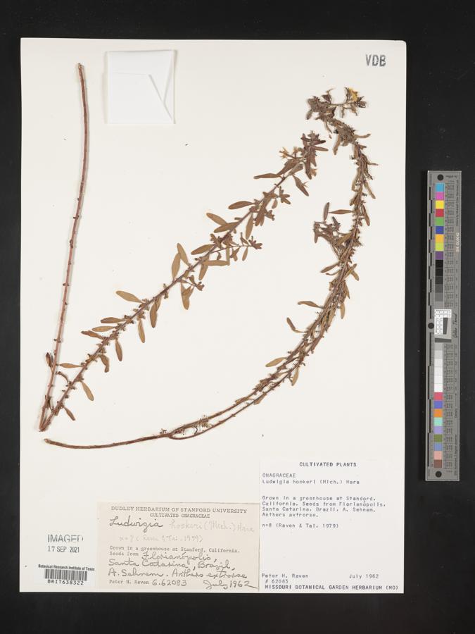 Ludwigia hookeri image