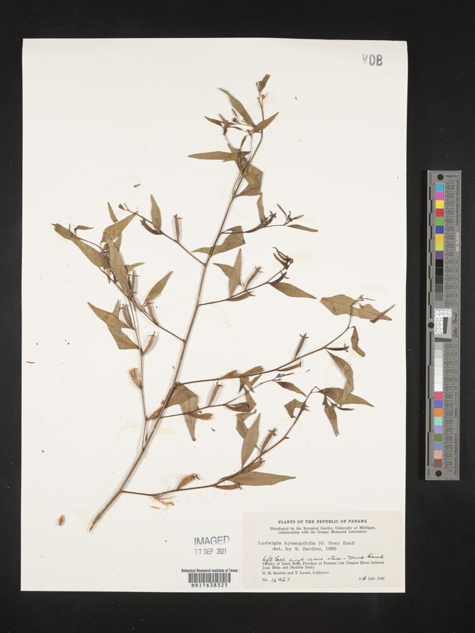 Ludwigia hyssopifolia image