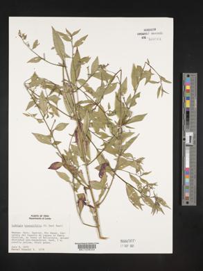 Ludwigia hyssopifolia image