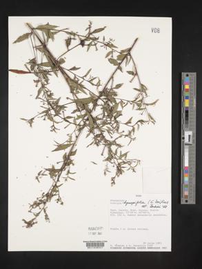 Ludwigia hyssopifolia image