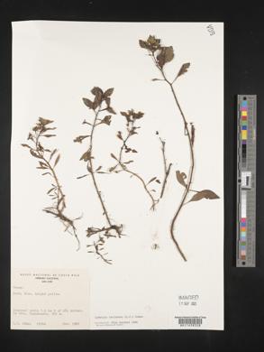 Ludwigia inclinata image