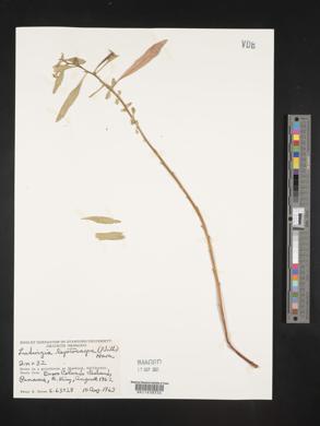 Ludwigia leptocarpa image