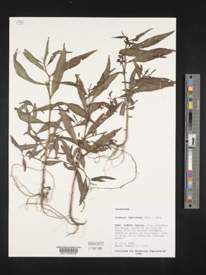 Ludwigia leptocarpa image