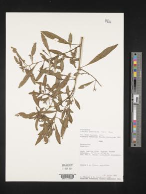 Ludwigia leptocarpa image
