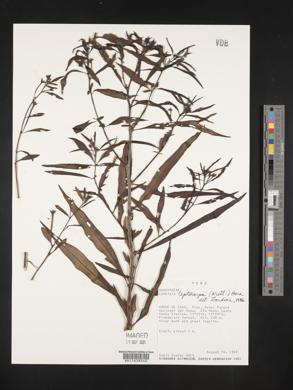 Ludwigia leptocarpa image