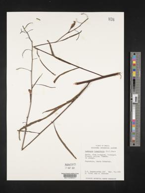 Ludwigia longifolia image