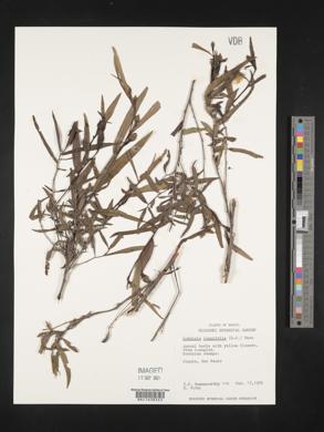 Ludwigia longifolia image