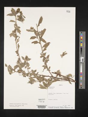 Ludwigia neograndiflora image