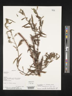 Ludwigia neograndiflora image