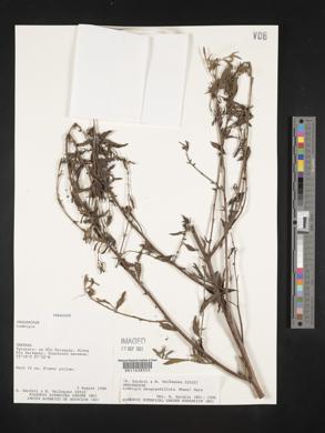 Ludwigia neograndiflora image