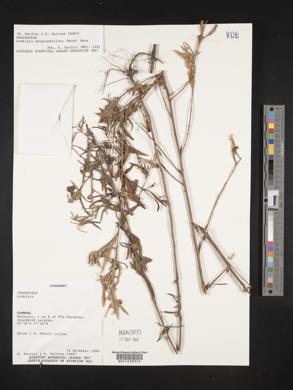 Ludwigia neograndiflora image