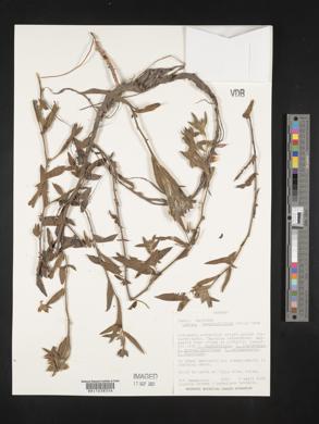 Ludwigia neograndiflora image
