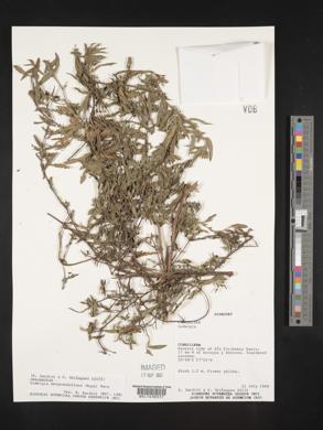 Ludwigia neograndiflora image