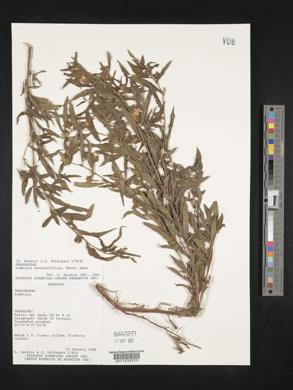 Ludwigia neograndiflora image