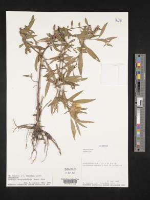 Ludwigia neograndiflora image