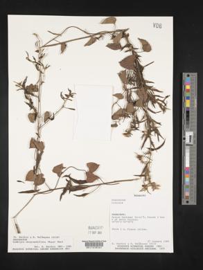 Ludwigia neograndiflora image
