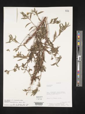Ludwigia neograndiflora image