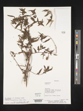 Ludwigia neograndiflora image