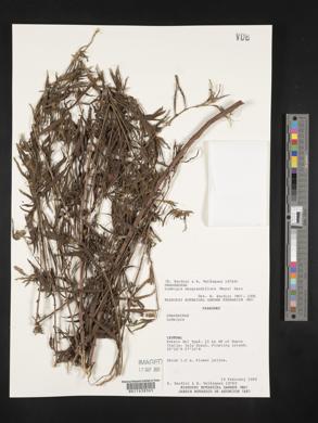 Ludwigia neograndiflora image