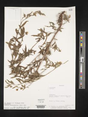 Ludwigia neograndiflora image