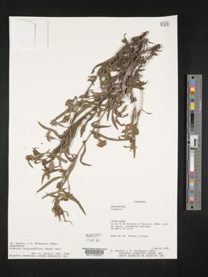 Ludwigia neograndiflora image