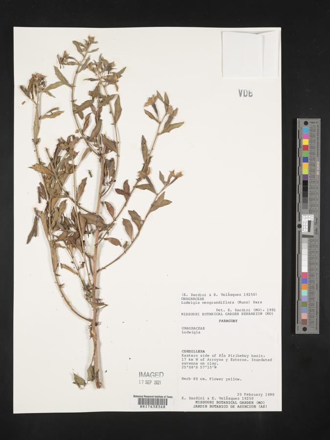 Ludwigia neograndiflora image