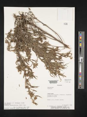 Ludwigia neograndiflora image