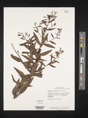 Ludwigia nervosa image