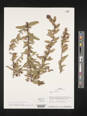 Ludwigia nervosa image