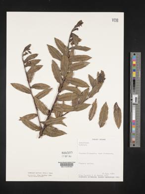 Ludwigia nervosa image