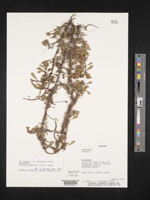 Ludwigia peploides image