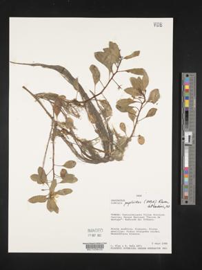 Ludwigia peploides image