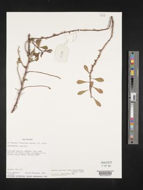 Ludwigia peploides image