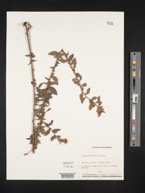 Ludwigia peruviana image