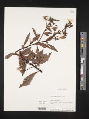 Ludwigia peruviana image