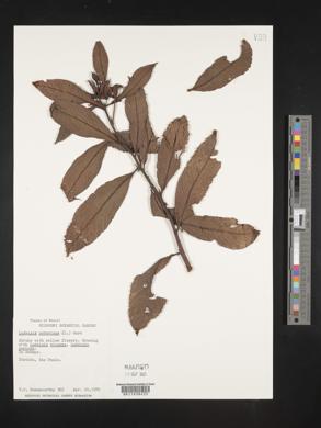 Ludwigia peruviana image