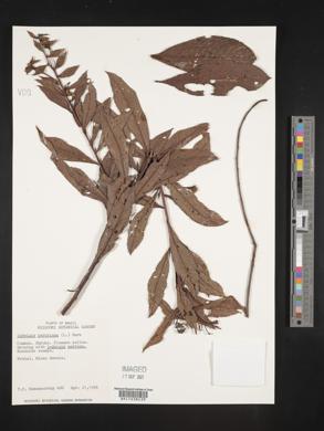 Ludwigia peruviana image
