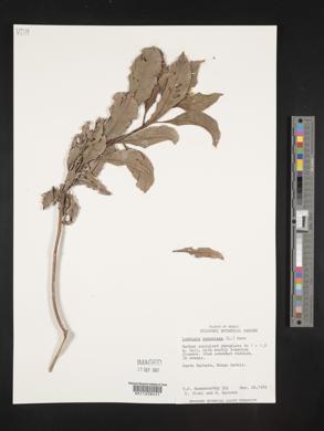 Ludwigia peruviana image