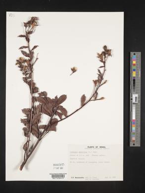 Ludwigia peruviana image