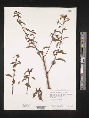 Ludwigia peruviana image