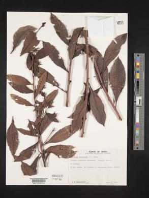 Ludwigia peruviana image