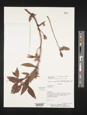 Ludwigia peruviana image