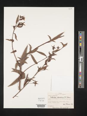 Ludwigia peruviana image