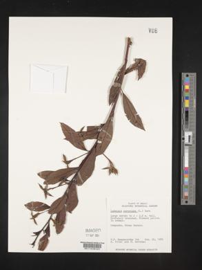 Ludwigia peruviana image